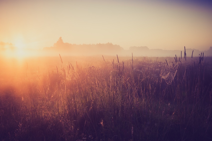 Beautiful photo of rural foggy meadow landscape photographed at sunrise. Landscape with vintage mood usefull as background.