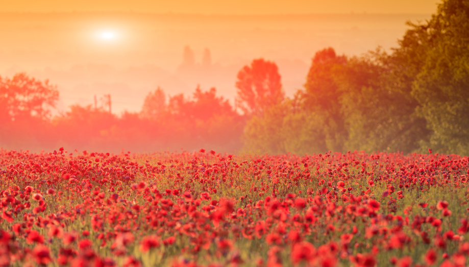 red poppy field in morning mist